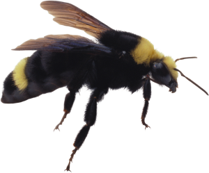 Bee PNG image-4290